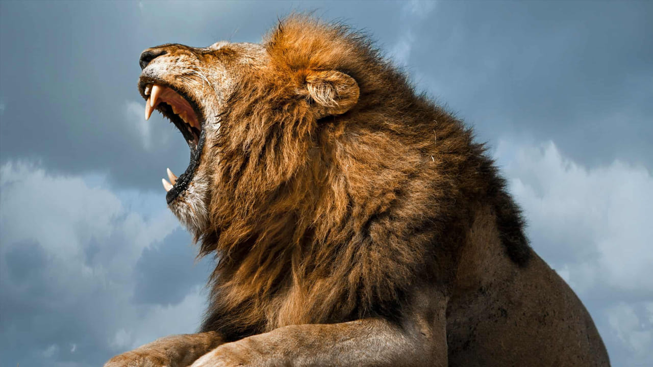 అడవికి రాజు సింహం.. సింహాన్ని దూరం నుంచి చూస్తే చాలు.. ఏ జంతువైనా కూడా తన ప్రాణాలను రక్షించుకునేందుకు కచ్చితంగా పక్కకు జరుగుతాయి. ఇక దాని గర్జన.. అన్ని జంతువులలోనూ భయాన్ని పుట్టిస్తుంది. 