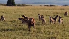 గుంపులు గుంపులుగా హైనాలు.. సింహం సింగిల్‌గా.. కట్ చేస్తే..!