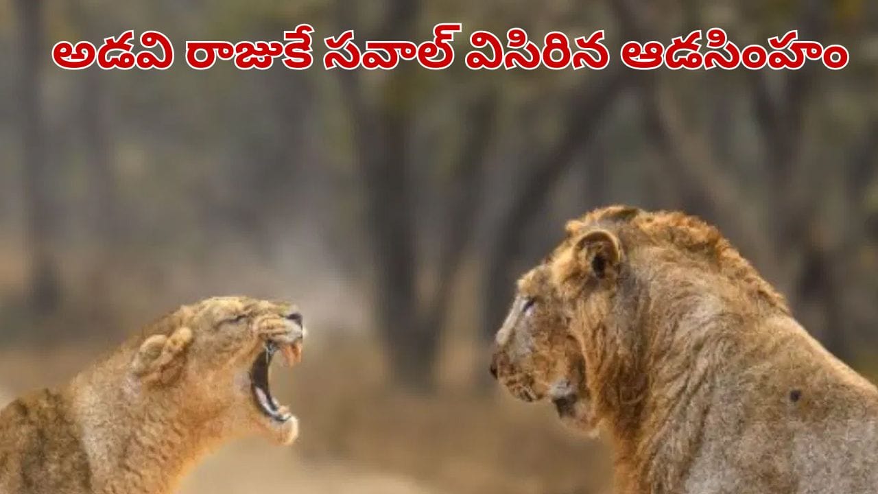 Viral Video: ఈ వీడియో చూస్తే స్టన్ అవ్వాల్సిందే.. అడవి రాజుకే సవాల్ విసిరిన ఆడసింహం.. కారణం తెలిస్తే షాకే..