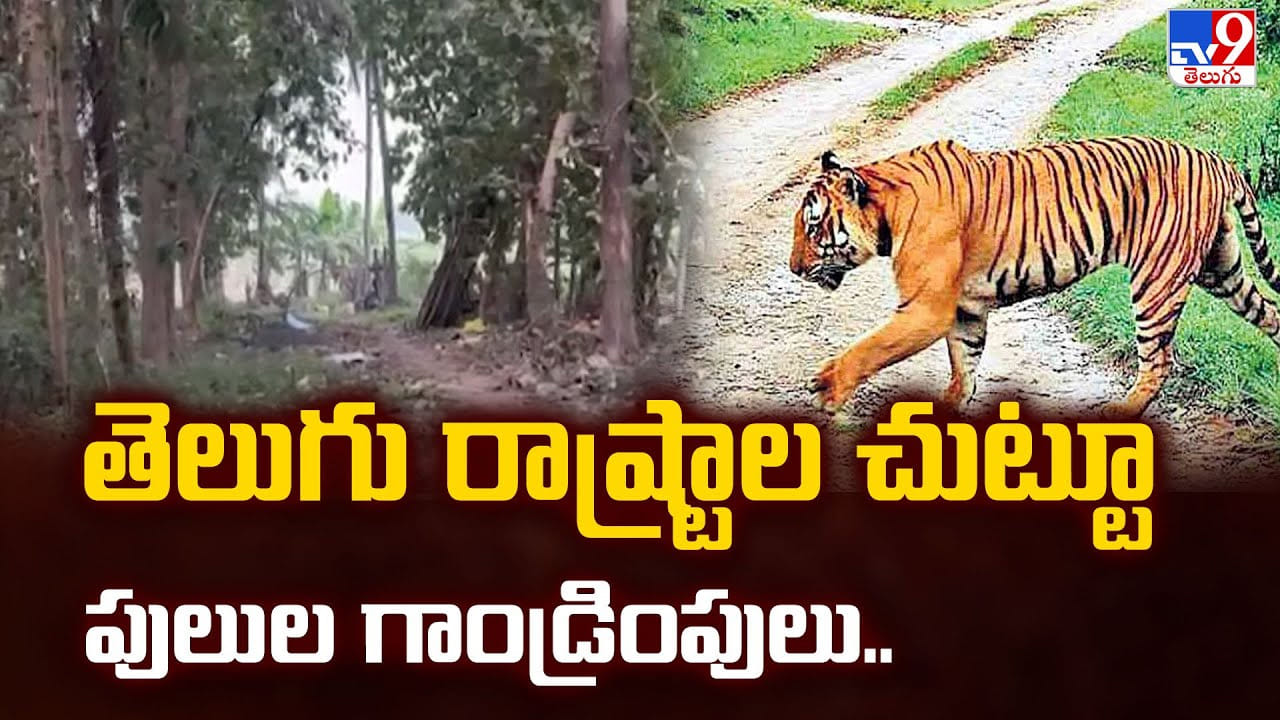 తెలుగు రాష్ట్రాలను చుట్టుముడుతున్న పులుల