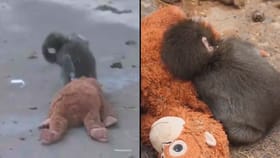 తల్లి ప్రేమ కోసం పరితపించిన పిల్ల కోతి.. కట్ చేస్తే..!