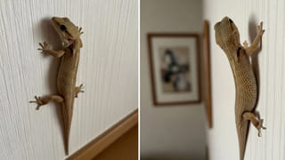 అప్పుల బాధతో తిప్పలు పడుతున్నారా.. మనీ ప్లాంట్ దగ్గర ఈ చిన్న మార్పులు చేస్తే డబ్బే డబ్బు..