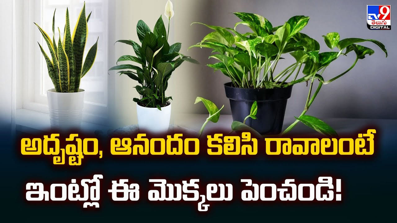 అదృష్టం, ఆనందం కలిసి రావాలంటే ఇంట్లో ఈ మొక్కలు పెంచండి అదృష్టం, ఆనందం కలిసి రావాలంటే ఇంట్లో ఈ మొక్కలు పెంచండి