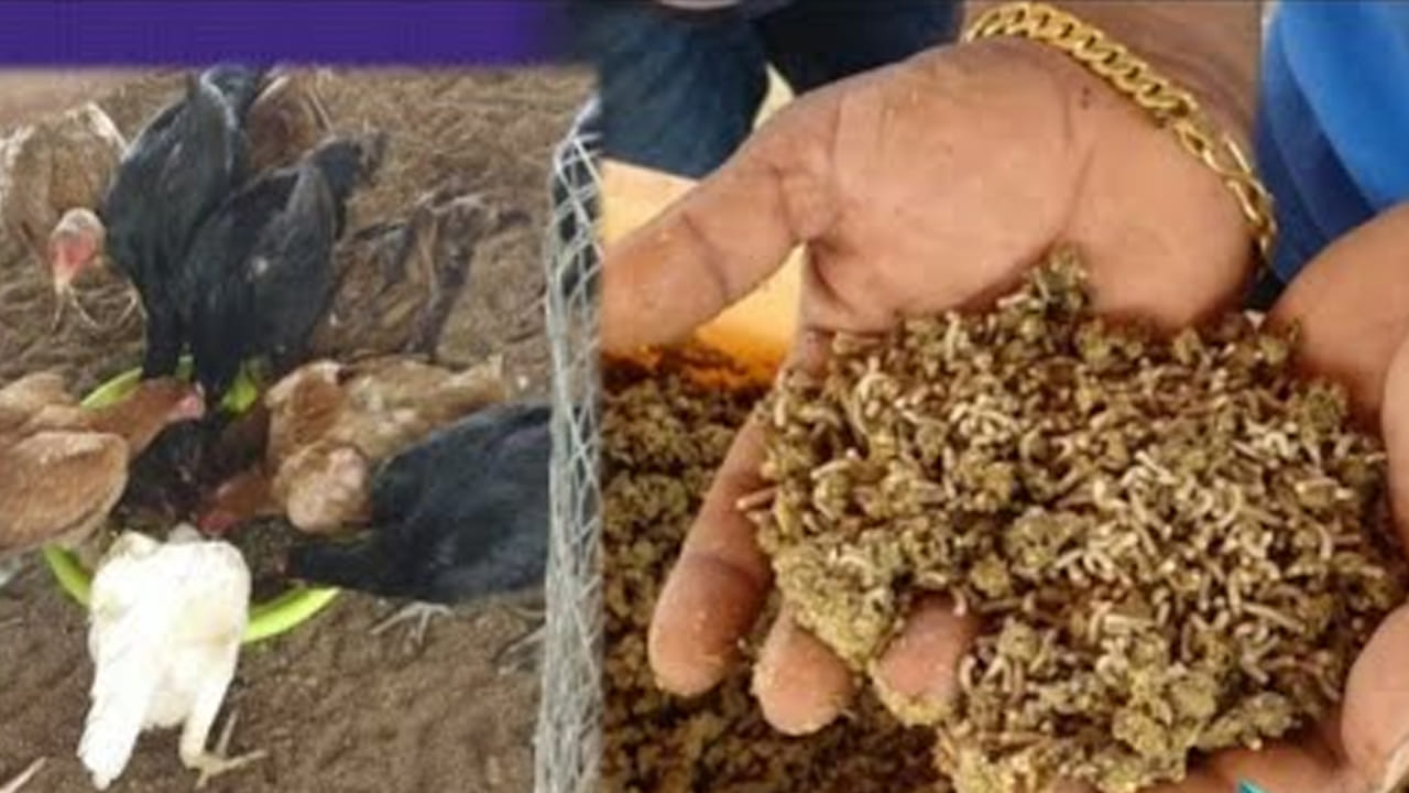 డెడ్ చీప్.. తక్కువ ఖర్చుతో కోళ్లకు మేతగా పురుగులు..