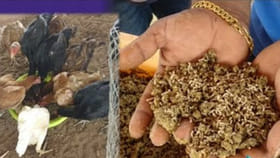 తక్కువ ఖర్చుతో కోళ్లకు మేతగా పురుగులు ఇలా తయారు చేస్కోండి