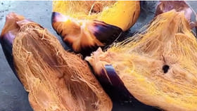 పండి రాలిన తాటి కాయలతో కోళ్లకు మంచి ఆహారం.. ఇలా..