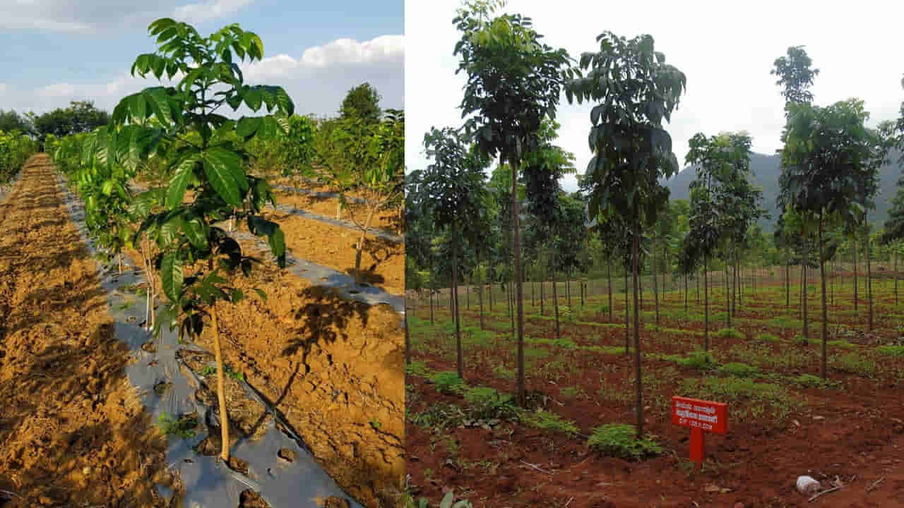 Mahogany: పచ్చ బంగారం గురించి తెలుసా? రైతులకు కోట్ల ఆదాయం ఇచ్చే కల్పవృక్షం!