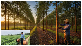 ఈ చెట్ల సాగు రైతును కోటీశ్వరున్ని చేస్తుంది? బంగారంలాంటి బిజినెస్