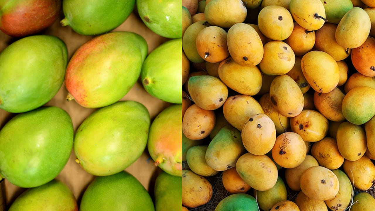 మామిడి పండ్లు సహజంగానే తియ్యగా ఉంటాయి.ఎందుకంటే దీనిలో షుగర్ కంటెంట్ ఎక్కువ ఉంటుంది. అలాగే, దీనిలో  క్యాలరీలు కూడా ఉంటాయి. వీటిని అదే పనిగా తింటే  బరువు అమాంతం పెరుగుతారు.