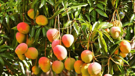 అకాల వర్షాలతో మామిడి రైతులకు భారీ నష్టం