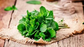 పుదీనా పవర్: రోజువారీగా తీసుకుంటే మీ ఆరోగ్యానికి బంగారు లాభాలు!