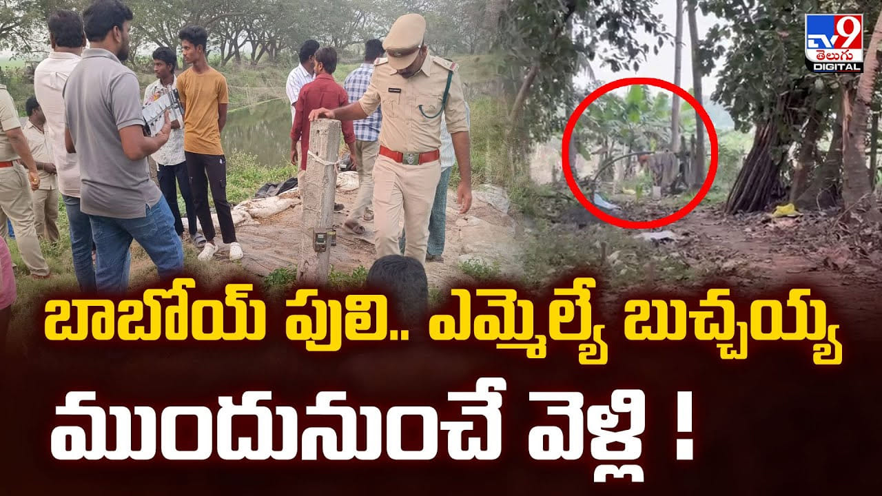 బాబోయ్ పులి.. ఎమ్మెల్యే బుచ్చయ్య ముందునుంచే వెళ్లి బాబోయ్ పులి.. ఎమ్మెల్యే బుచ్చయ్య ముందునుంచే వెళ్లి