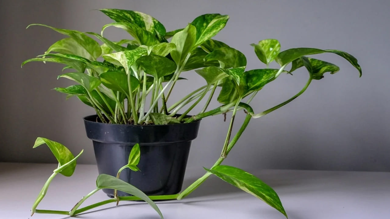 Money Plant