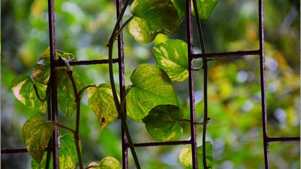 కొంత మంది మనీ ప్లాంట్ నాటే విషయంలో జాగ్రత్తలు తీసుకున్నప్పటికీ తర్వాత నిర్లక్ష్యంగా వ్యవహరిస్తారు. మనీ ప్లాంట్ తీగలు నేలపై పారేలా చేస్తుంటారు. కానీ ఇది అస్సలే మంచిది కాదంట. ఎవరి ఇంటిలోనైతే మనీ ప్లాంట్ మొక్క తీగలు నేలపై పాకుతాయో వారి ఇంటిలో సంపద తగ్గిపోవడం, ఆర్థిక సమస్యలు తలెత్తడం జరుగుతుందంట. అందుకే మనీ ప్లాంట్ తీగ ఎల్లప్పుడూ పైకి పెరిగేలా చూసుకోవాలి, దీని వలన ఇంటిలో ఆర్థిక పురోగతి ఉంటుంది.