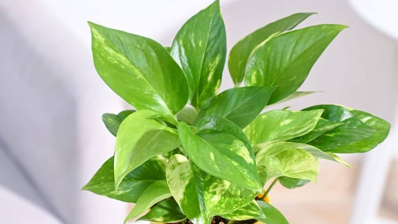 సరైన దిశ: వాస్తు శాస్త్రం ప్రకారం ఇంటికి ఆగ్నేయ దిశలో లేదా ఆగ్నేయ మూలలో మనీ ప్లాంట్ నాటడం మంచిది. ఈ దిశలో మనీ ప్లాంట్ నాటడం వల్ల సానుకూల శక్తి పెరుగుతుంది. ఆర్థిక స్థిరత్వం ఉంటుంది. ఈ దిశకు గణపతి అధిపతి. శుక్రుడు దీనిని పాలిస్తాడు. ఆగ్నేయ దిశలో ఈ మొక్కను పెంచడం వల్ల అదృష్టం కలిసివస్తుందని చెబుతారు.. సంపద వృద్ధి చెందుతుందని,. వ్యాపారాల్లో లాభాలు ఆర్జిస్తారు. చేస్తున్న ఉద్యోగంలో పదోన్నతులు పొందడానికి ఈ దిశలో వాస్తు మొక్కను పెంచడం శుభప్రదంగా భావిస్తారు. 