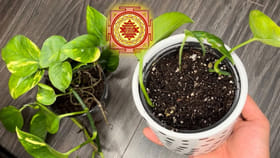 వాస్తు టిప్స్ : ఇంట్లో మనీ ప్లాంట్ నాటుతున్నారా.. ఈ 4 తప్పనిసరి