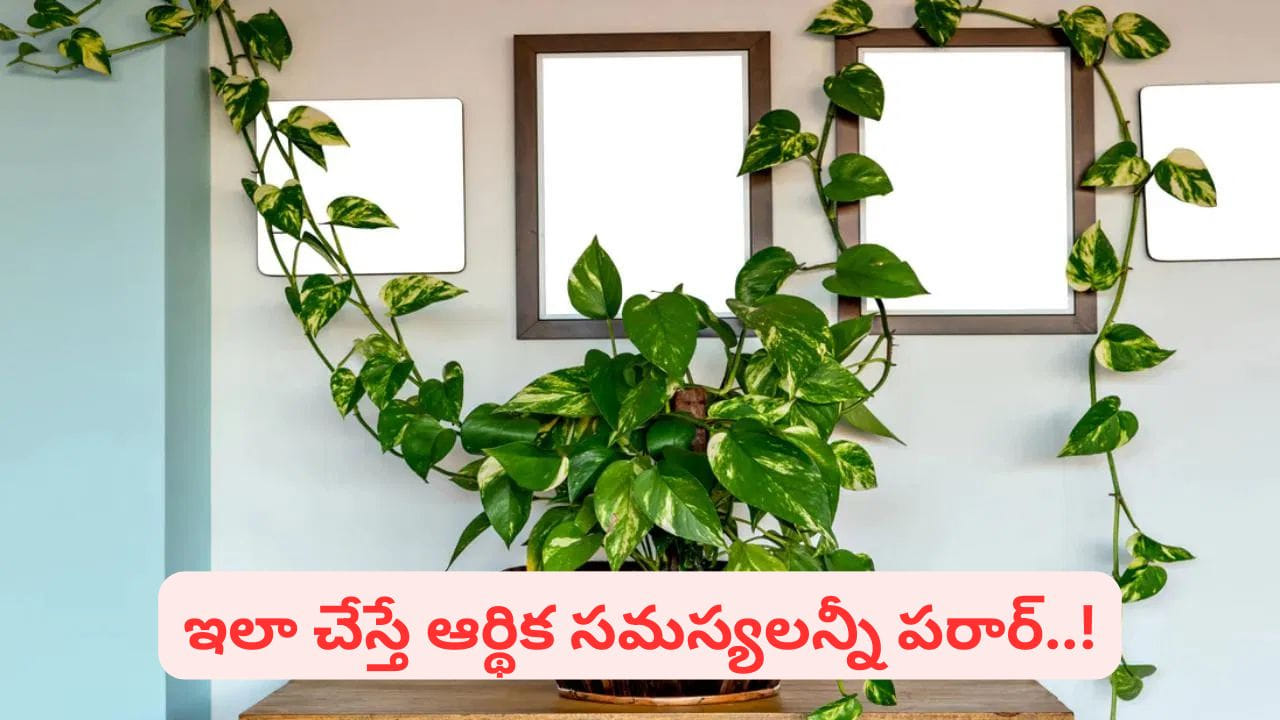 Vastu tips: మీ ఇంట్లోని మనీ ప్లాంట్‌లో ఈ ఒక్క వస్తువు పెడితే డబ్బుకు లోటే ఉండదు..!