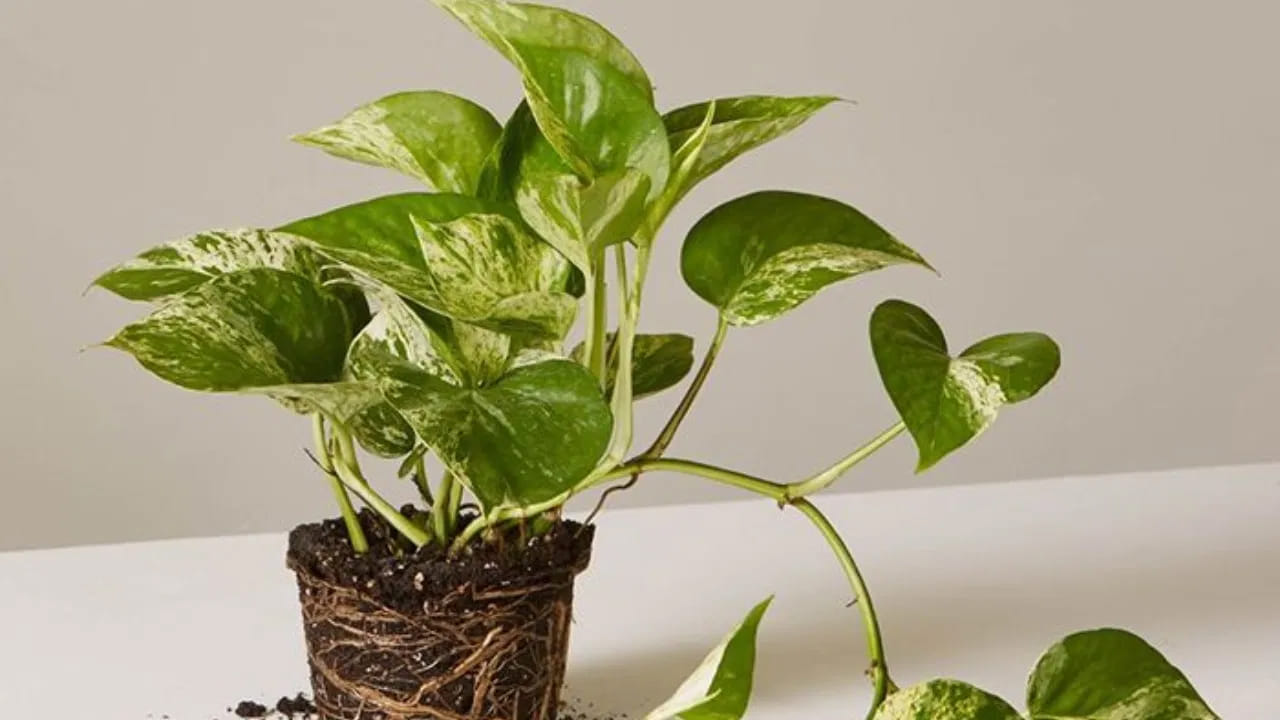 
స్ఫటికాలు లేదా తెల్ల పూసలు.. 
మనీ ప్లాంట్ చుట్టూ చిన్న తెల్లని పూసలు లేదా స్ఫటికాలను ఉంచడం వల్ల ఇంట్లో పాజిటివ్ ఎనర్జీ ప్రవాహం పెరుగుతుందని వాస్తు శాస్త్రం చెబుతుంది. దీని వల్ల ఇంటి వాతావరణం ఆహ్లాదకరంగా మారి, శాంతి మరియు ఆర్థిక శ్రేయస్సు పెరుగుతాయి.
