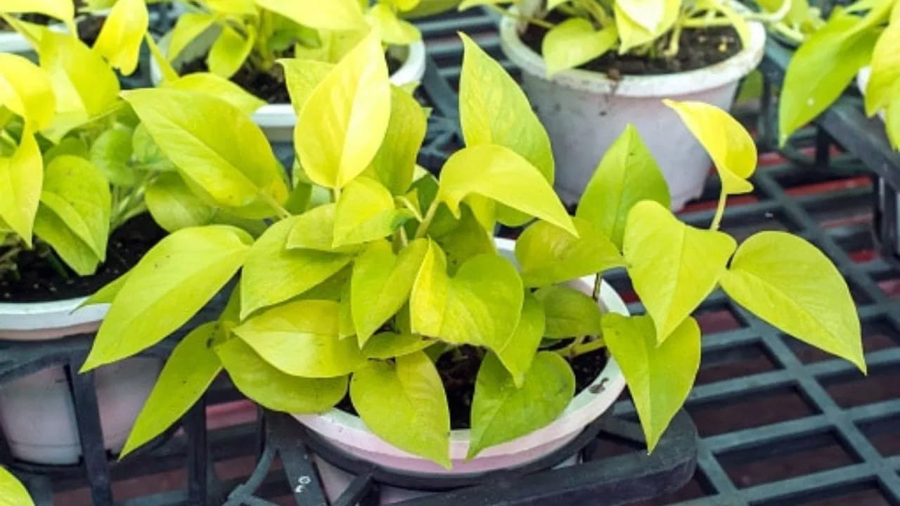 
మనీ ప్లాంట్‌కు పాలు కలపడం – వాస్తు పరిహారం.. వాస్తు శాస్త్రం ప్రకారం, మనీ ప్లాంట్ నేలలో కొద్దిగా పాలు కలపడం శుభప్రదంగా భావిస్తారు. పాలు స్వచ్ఛత, వైభవానికి ప్రతీకగా పరిగణించబడతాయి. ఇలా చేయడం వల్ల మొక్క బాగా పెరుగుతుందని, ఇంట్లో ఆర్థిక సమతుల్యత పెరుగుతుందని, అప్పుల భారం తగ్గుతుందని మరియు లక్ష్మీదేవి అనుగ్రహం నిలకడగా ఉంటుందని నమ్మకం.
