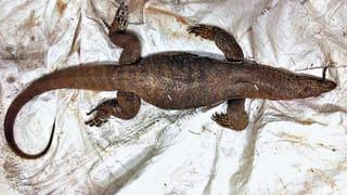 Eclipse 2026: ఓరి నాయనో.. హోలీ రోజే చంద్రుడికి గ్రహణం.. ఆ రోజున ఏ తప్పు చేసినా డేంజరే!