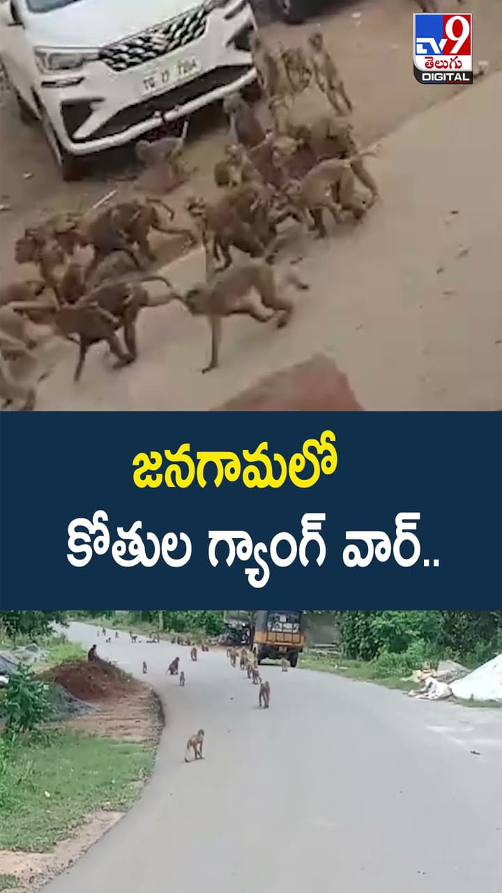 నా సామి రంగ.. పెద్ద కథేగా.. ఎప్పుడైనా కోతుల గ్యాంగ్ వార్ చూశారా..?