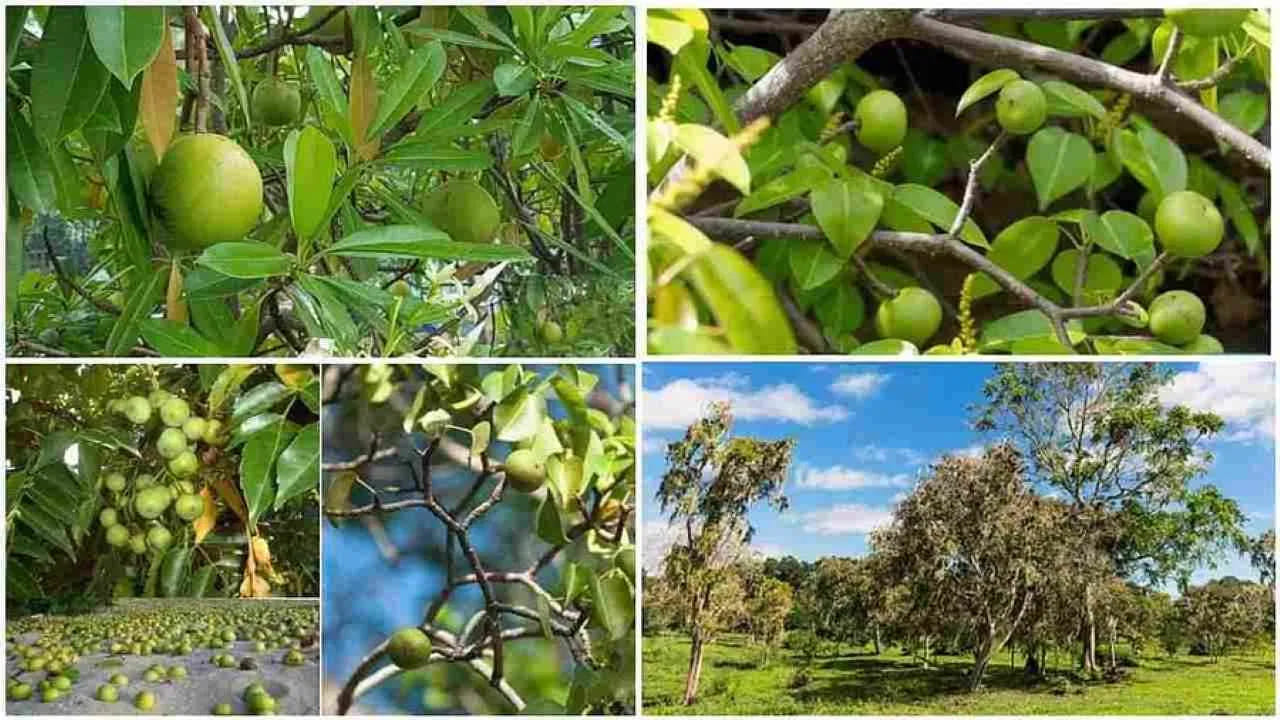 ప్రాణం తీసే చెట్లు.. కింద నిలబడినా చావే.. ప్రపంచంలోనే మోస్ట్ డేంజరస్ వృక్షాలు ఇవే..