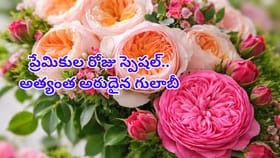 ఓరీ దేవుడో.. ఈ గులాబీ పువ్వు ధరతో జీవితాంతం కూర్చొని బతికేయొచ్చు!