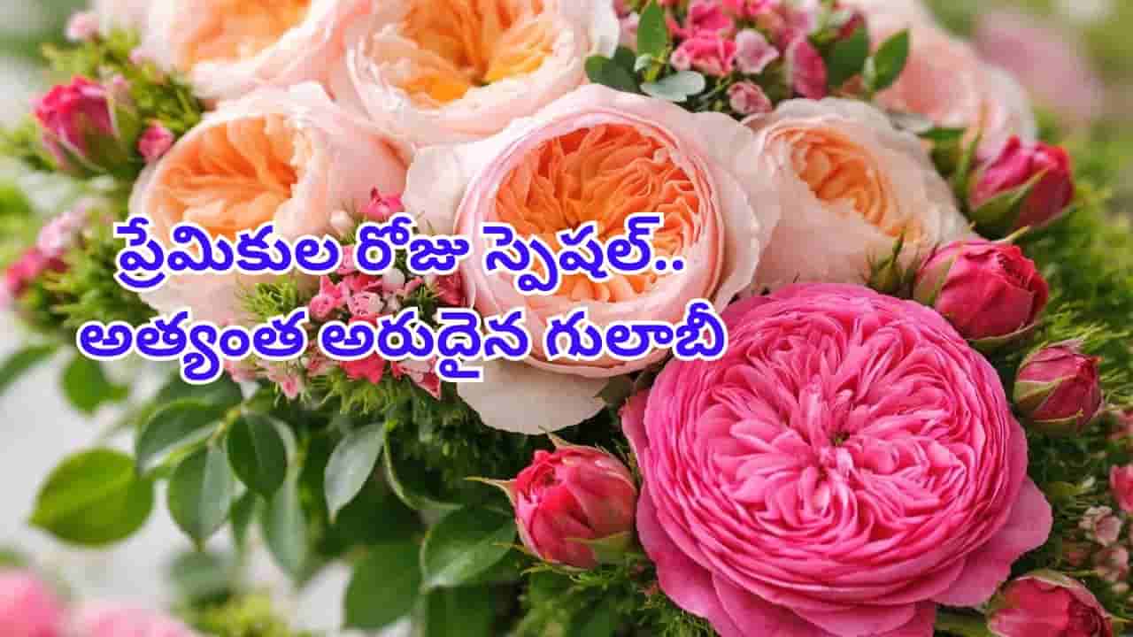 ఓరీ దేవుడో.. ఈ గులాబీ పువ్వు ధరతో జీవితాంతం కూర్చొని బతికేయొచ్చు.. ఖరీదు తెలిస్తే షాక్ అవ్వాల్సిందే!