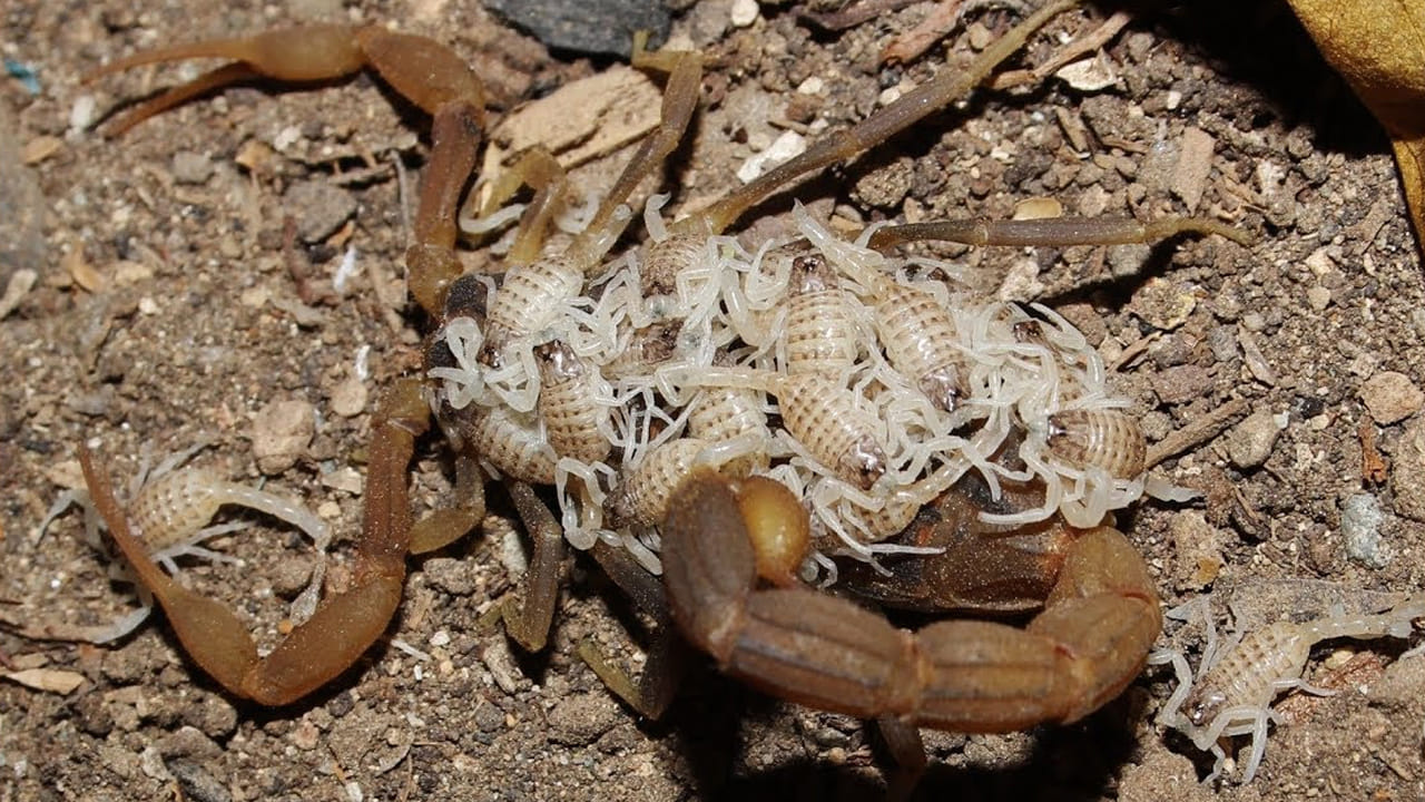 కానీ ఈ రంగంలోని నిపుణుల అభిప్రాయం ప్రకారం.. ఇది కేవలం అపోహ మాత్రమే. ఆడ తేలు గుడ్లు పెట్టకుండానే నేరుగా తన పిల్లలకు జన్మనిస్తుంది. ఈ ప్రక్రియను స్కార్పియోనింగ్ అంటారు. ఒక ఆడ తేలు ఒకేసారి పది నుండి 100 పిల్లలకు జన్మనిస్తుంది. తేలు పిల్లలు పుట్టిన తర్వాత చాలా పెళుసుగా ఉంటాయి. వాటి బయటి భాగం గట్టిగా ఉండదు.