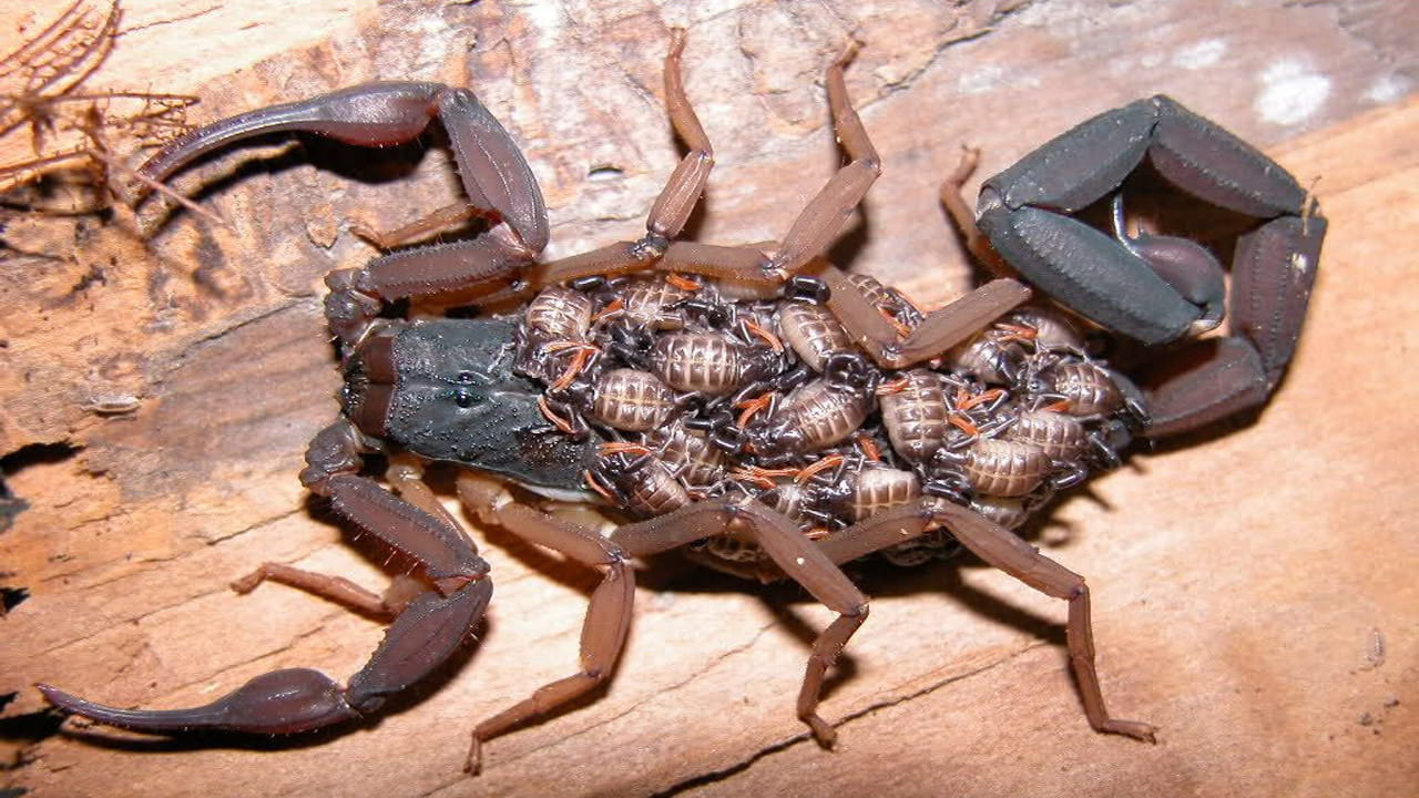 తేళ్లు పిల్లలు పుట్టిన వెంటనే తమ తల్లిని మింగివేస్తాయని, అవి తమ తల్లులను వేటాడతాయని తరచుగా చెబుతారు. ఈ వాదనలలో ఎంత నిజం ఉందో తెలుసుకుందాం. 