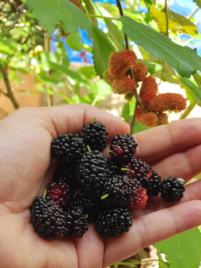 మల్బరీ‌లు చేసే మ్యాజిక్ ఇదే.. చిన్న పండ్లతో ఊహించని లాభాలు..