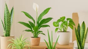 ఇండోర్ కాలుష్యాన్ని కరిగించే సహజ సిద్ధమైన ఎయిర్ ప్యూరిఫైయర్లు!