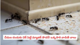 చీమల దండుకు చెక్ పెట్టే మ్యాజిక్ పౌడర్! ఒక్కసారి వాడితే చాలు