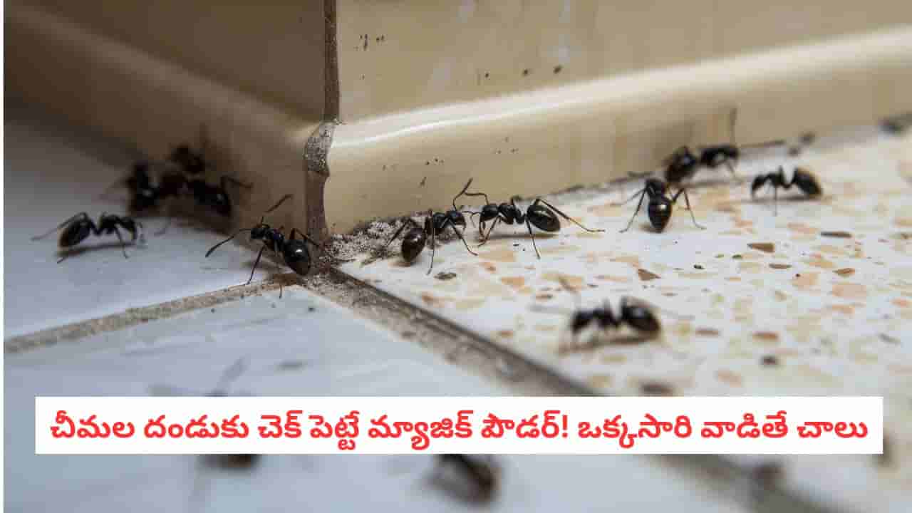 Ant Control: 2 రూపాయలతో చీమలన్నీ మాయం! ఉప్పుతో కలిపి ఇలా చేస్తే ఒక్క చీమ కూడా కనిపించదు!