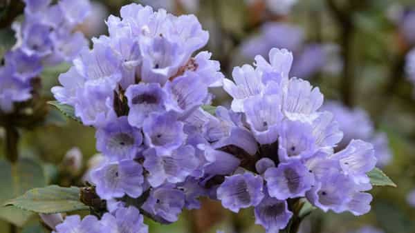 Neelakurinji Flower: పన్నెండు ఏళ్లకు ఒక్కసారి పూసే పువ్వు .. దీని ప్రత్యేకత ఏంటో మీకు తెలుసా?