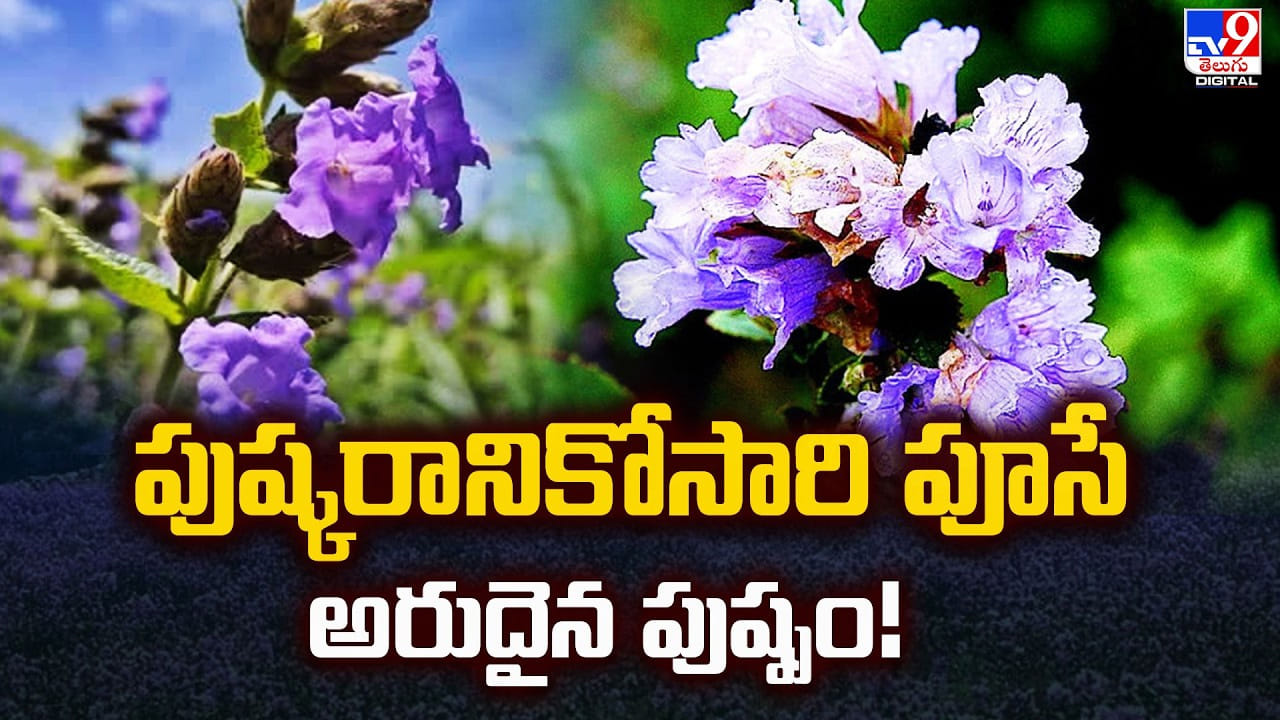 పుష్కరానికోసారి పూసే అరుదైన పుష్పం.. చూడాలంటే అదృష్టం ఉండాలి
