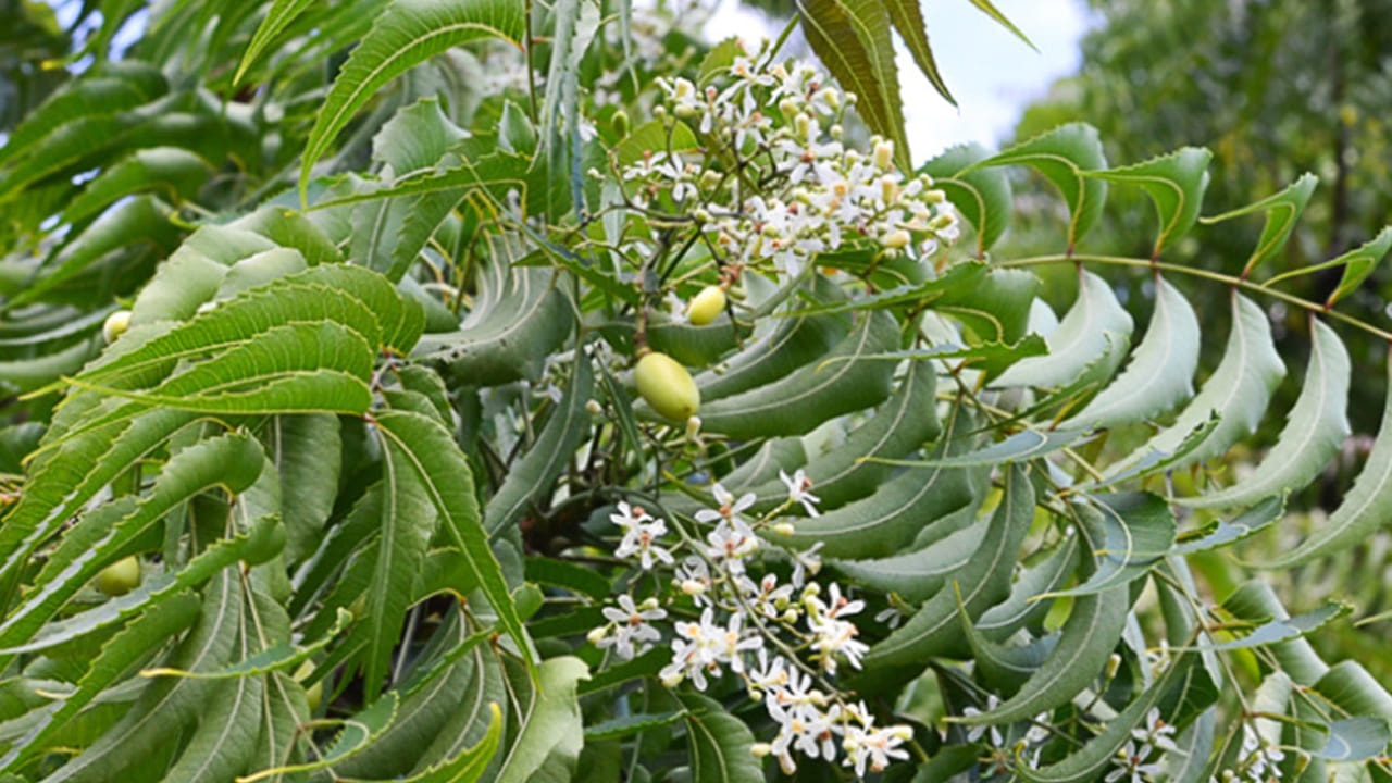 Neem Flower