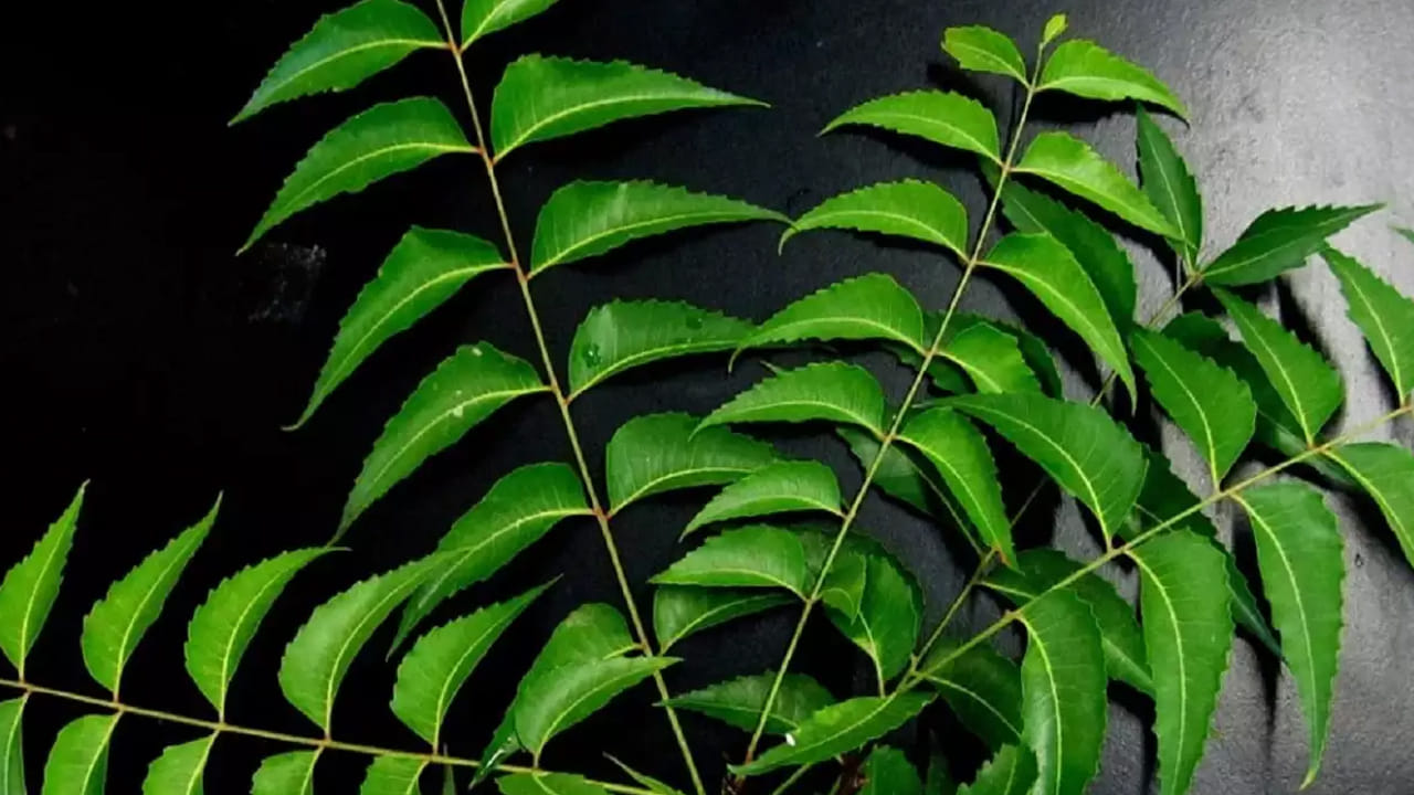 వేపాకులను తినడం వలన కడుపులో ఉండే బ్యాక్టీరియా మొత్తం నాశనం అవుతుంది. ఇది పేగు సమస్యలను రానివ్వకుండా చూసుకుంటుంది. అంతేకాదు, జీర్ణక్రియ పని తీరును కూడా మెరుగుపరుస్తుంది. 
