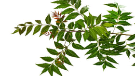 సర్వరోగాలకు దివ్యౌషధం.. ఉదయాన్నే నాలుకు ఇగుర్లు చాలు..