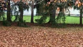 మీకో సవాల్.. ఈ చిత్రంలో దాగి ఉన్న కుక్కను గుర్తిస్తే.. మీరే తోపు