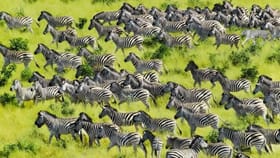 మీకో సవాల్.. ఈ జీబ్రాల మధ్యన దాగి ఉన్న పులిని కనిపెట్టండి చూద్దాం