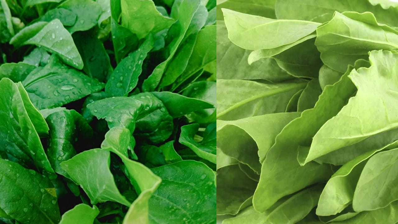 
ఇమ్యూనిటీ పవర్: పాలకూరలో ఉండే విటమిన్ సి, ఎ అధికంగా  ఉంటాయి. నీరసం అలసట సమస్యలతో బాధ పడే వారు వీటిని తినడం చాలా మంచిది. ఇమ్యూనిటీ పవర్ ను పెంచి ఆరోగ్యంగా ఉంచుతుంది. 