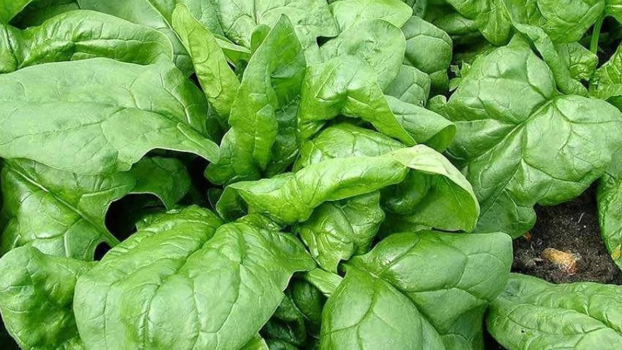 కూరగాయలు, ఆకు కూరలు మనల్ని ఆరోగ్యంగా ఉంచడంలో కీలక పాత్ర పోషిస్తాయి. వేసవికాలంలో ఈ ఆకుకూరలను ఎంత ఎక్కువ తీసుకుంటే అంత మంచిది ఎందుకంటే.. ఈ టైం లో ఎండలకు అలసిపోతాము ఏ పనులు కూడా సరిగా చేయలేము.