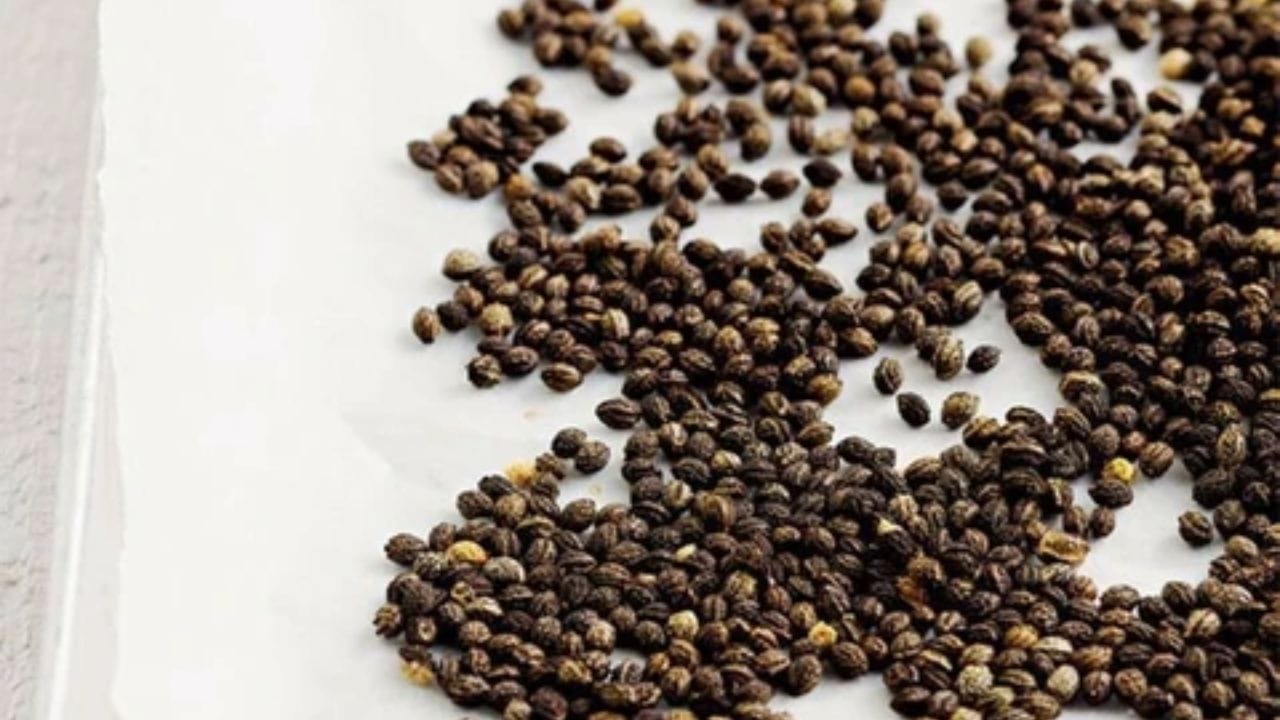 బొప్పాయి గింజలు యాంటీఆక్సిడెంట్లు, విటమిన్లు, ఖనిజాలతో సమృద్ధిగా ఉంటాయి. ఇవి చర్మ సమస్యలను తగ్గించడంలో సహాయపడతాయి. ఈ విత్తనాలు జుట్టు పెరుగుదలను కూడా ప్రోత్సహిస్తాయి. మీరు చర్మం, జుట్టు కోసం బొప్పాయి గింజల సారం లేదా నూనెను ఉపయోగించవచ్చు. మీరు చర్మ సమస్యలతో పోరాడుతుంటే, బొప్పాయి గింజలు ప్రయోజనకరంగా ఉంటాయి. వాటి యాంటీ ఏజింగ్ లక్షణాలు మీ చర్మాన్ని మృదువుగా, ప్రకాశవంతంగా ఉంచడంలో సహాయపడతాయి.