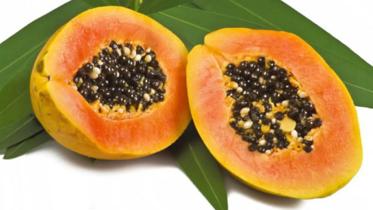 బొప్పాయి ఆకులు, గింజలు ఆయుర్వేదంలో ఔషధంగా ఉపయోగించబడతాయి. ఆకులు, గింజలు కొద్దిగా చేదు రుచిని కలిగి ఉన్నప్పటికీ, అవి శరీర మూలంలోని అనేక సమస్యలను నయం చేయడంలో సహాయపడతాయి. బొప్పాయి గింజల్లో విటమిన్ సి కూడా పుష్కలంగా ఉంటుంది. ఇది రోగనిరోధక శక్తిని బలోపేతం చేయడానికి, శరీరాన్ని అనేక వ్యాధుల నుండి రక్షించడానికి సహాయపడుతుంది. 