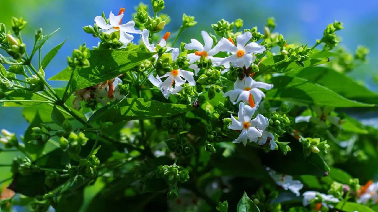 పారిజాత యోగం, మూడు గ్రహాలు ఒకే మార్గంలోకి వచ్చినప్పుడు  ఏర్పడుతుంది. అయితే ఫిబ్రవరి 12న బుధ గ్రహం, గురు గ్రహం, శుక్ర గ్రహం ఒకే మార్గంలో రానున్నాయి. దీంతో నాలుగు రాశుల వారికి పట్టిందల్లా బంగారమే కానుంది. ముఖ్యంగా ఎవరి ఇంటిలోనైతే పారిజాతం చెట్టు ఉంటుందో వారికి విశేషమైన ప్రయోజనాలు కలగనున్నాయంట. కాగా, దీని వలన ప్రయోజనం పొందే రాశులు ఏవో ఇప్పుడు చూసేద్దాం.