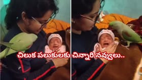 గుక్కపట్టి ఏడుస్తున్న పసిబిడ్డపై రామచిలుక మ్యాజిక్‌..! ఆ తర్వాత