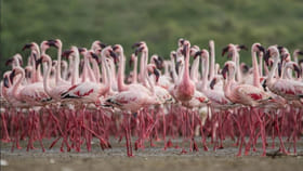 దేశంలో 98కి చేరిన రామసర్ సైట్స్.. టిట్టర్‌లో PM మోదీ శుభాకాంక్షలు