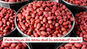 రోజుకు గుప్పుడు వేరు శెనగలు తింటే ఏం జరుగుతుందో తెలుసా?