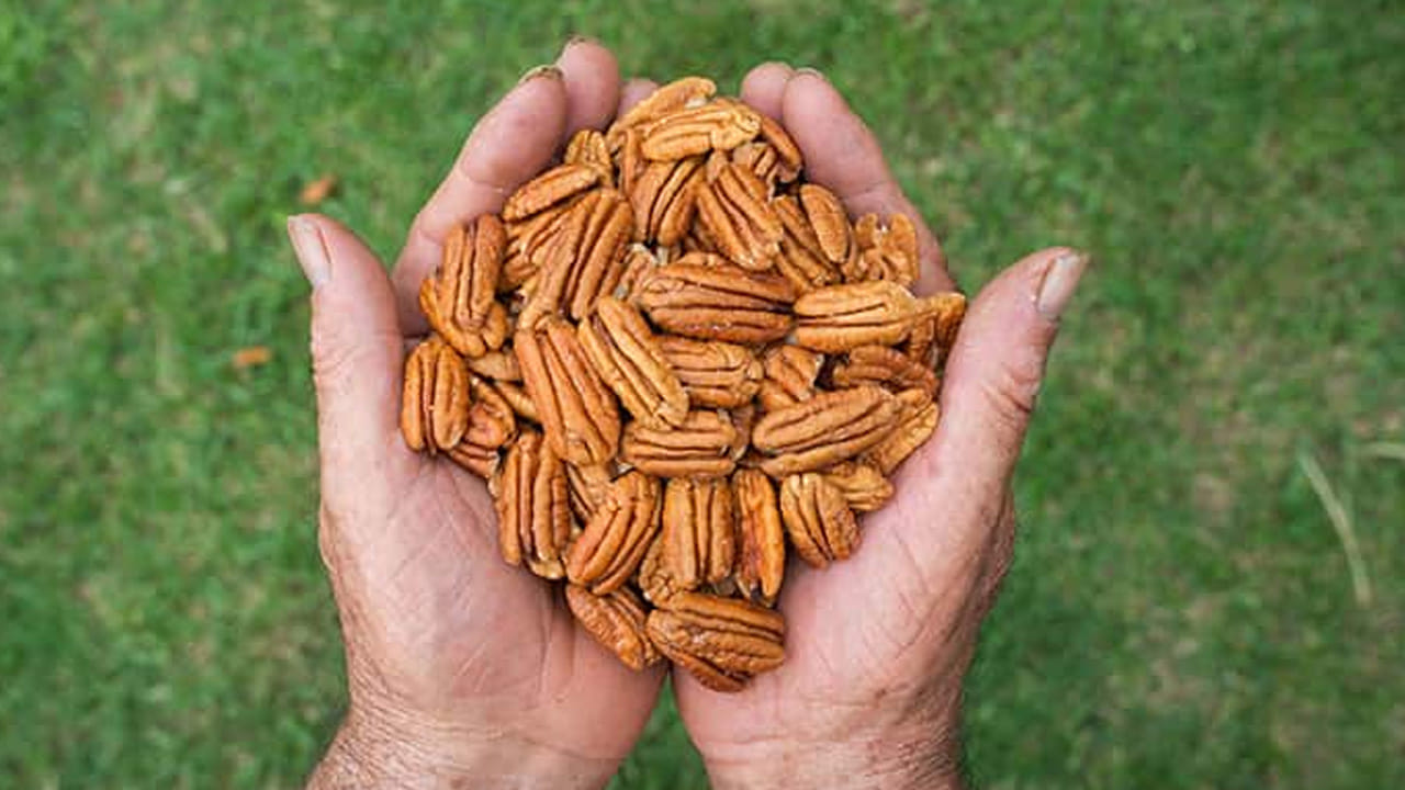 పీకన్ నట్స్‌లో ప్రోటీన్, ఫైబర్, ఆరోగ్యకరమైన కొవ్వులు (Healthy Fats), విటమిన్ E, మ్యాగ్నీషియం, జింక్, ఫాస్ఫరస్ వంటి ముఖ్యమైన పోషకాలు ఉన్నాయి. ముఖ్యంగా మోనో అన్‌స్యాచురేటెడ్ ఫ్యాట్స్ గుండె ఆరోగ్యానికి మేలు చేస్తాయి. 100 గ్రాముల పీకన్ నట్స్‌లో అధిక కాలరీలు ఉంటాయి, కాబట్టి పరిమిత మోతాదులో తీసుకోవడం మంచిది.